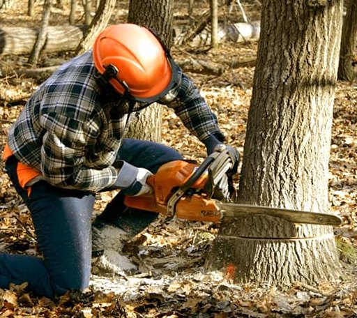 Tree Removal in New Hampshire, OH